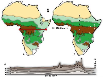 Did plate tectonic changes lead to the emergence of hominid bipedalism?